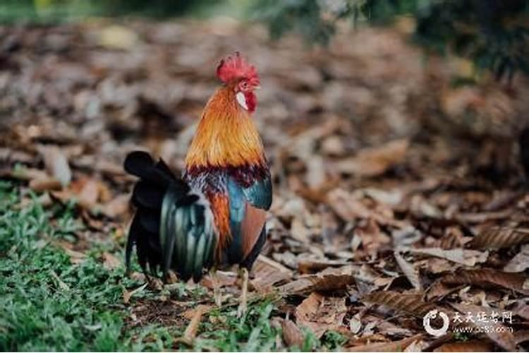 1993年水鸡一生的运势