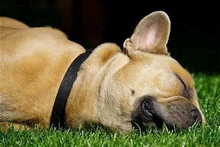 梦见好几只狗什么意思？