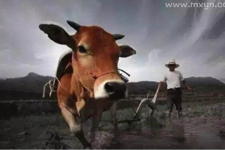 吃了牛肉梦见牛死了什么意思？