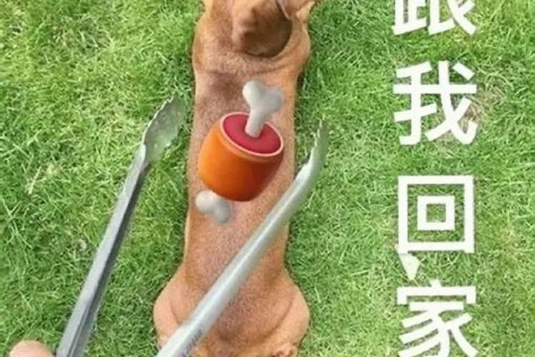 梦见狗说人话跟我回家