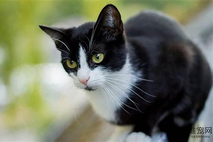 什么生肖家里不能养猫？