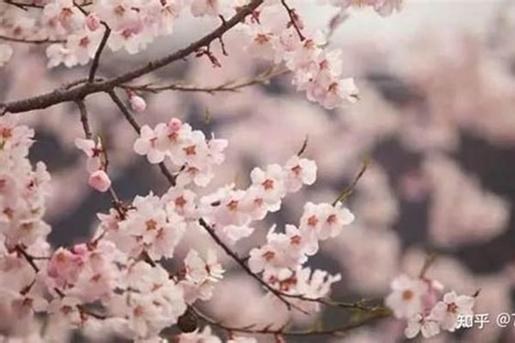 什么花可以招桃花运？