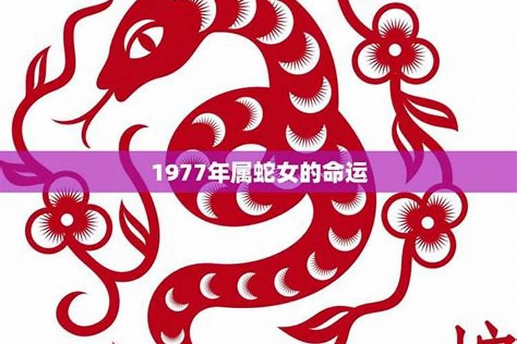 1977年蛇2026年的运势如何？