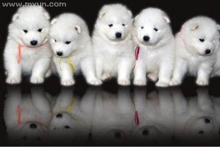 梦见好多小狗是什么意思？