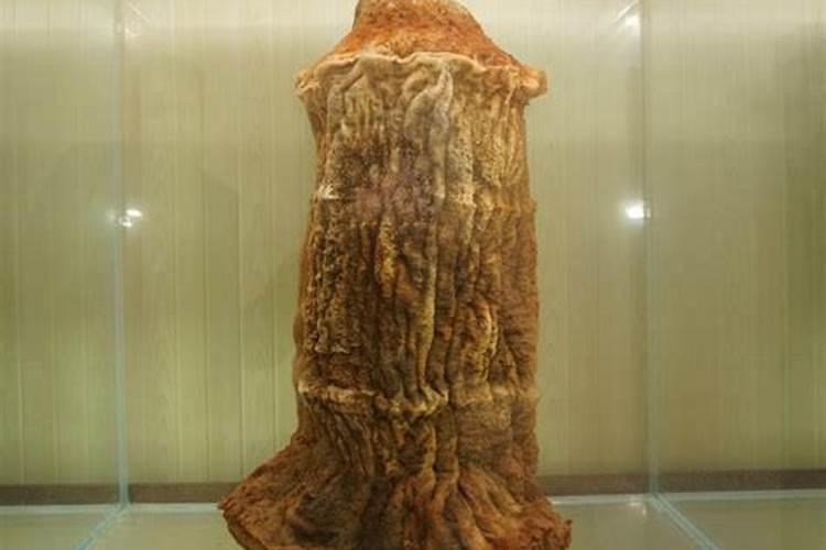 太岁肉灵芝怎么养？