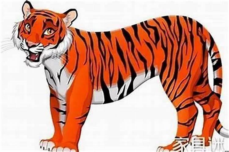 属虎人2026年的运势及运程