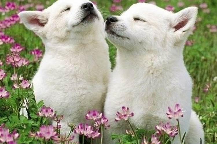 梦见狗哭了周公解梦