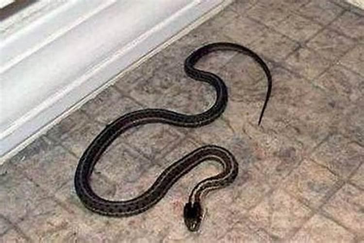 梦到大蛇被自己杀了