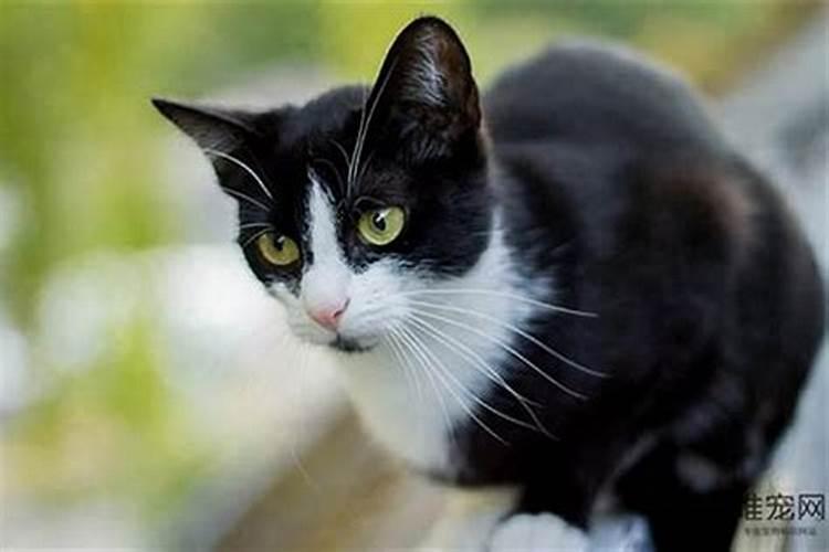 什么生肖不能养猫咪？