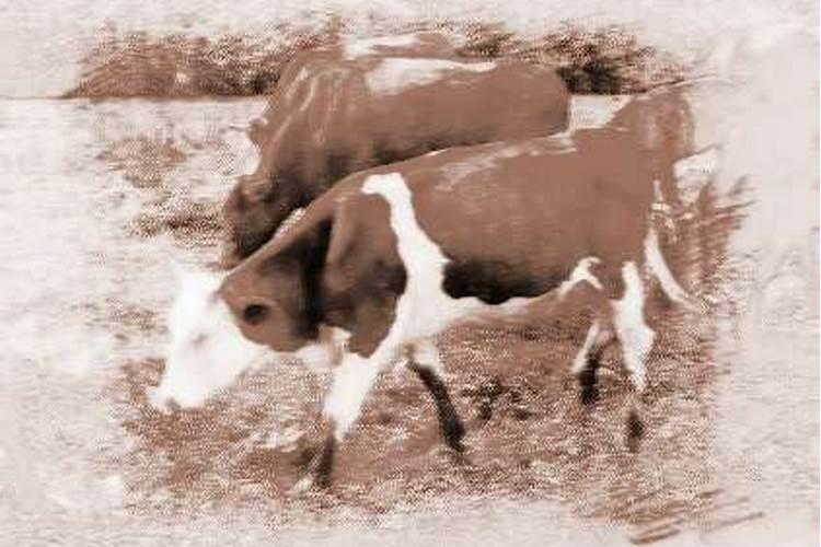 梦见牛发疯攻击人怎么回事？