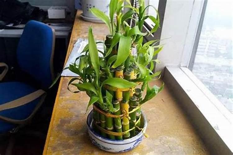 家里养什么植物遇贵人好？