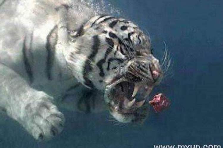 梦见老虎咬自己预示什么？