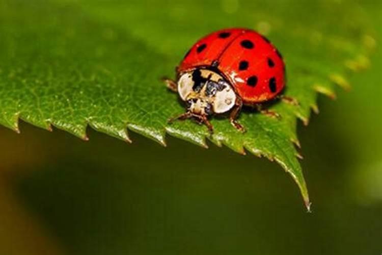 梦见甲壳虫是什么意思？