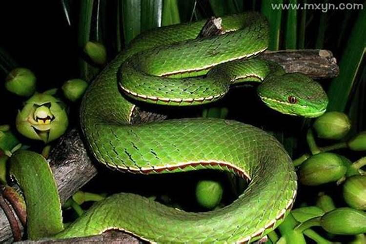 梦见青蛇是什么意思？