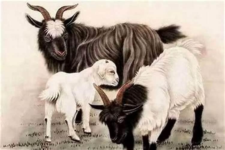 男马和女羊合婚吗？