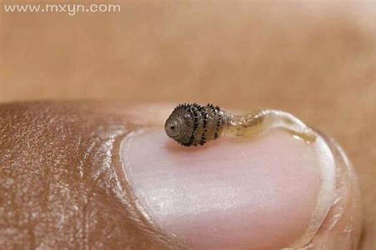 女人梦见虫子什么预兆？