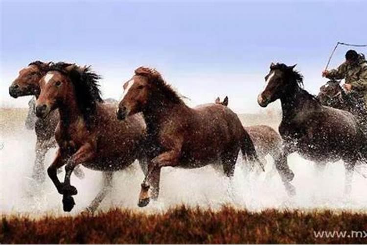 梦见马在天上飞奔什么预兆？