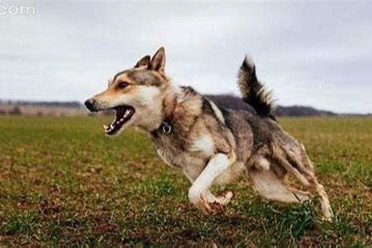 梦见狗追着咬我是什么预兆？