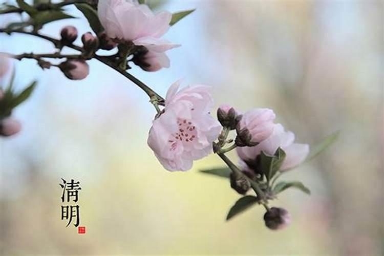 清明节有哪些花？