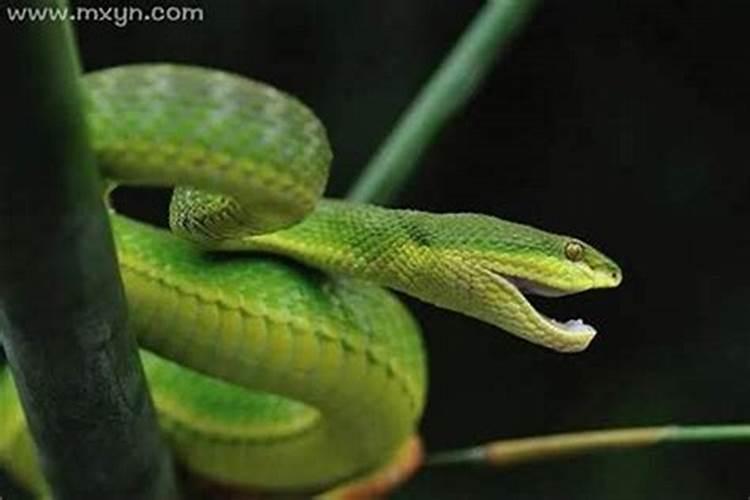 梦见蛇咬父亲是什么预兆？