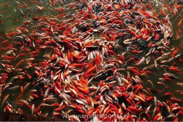 梦见很多鱼是什么生肖？