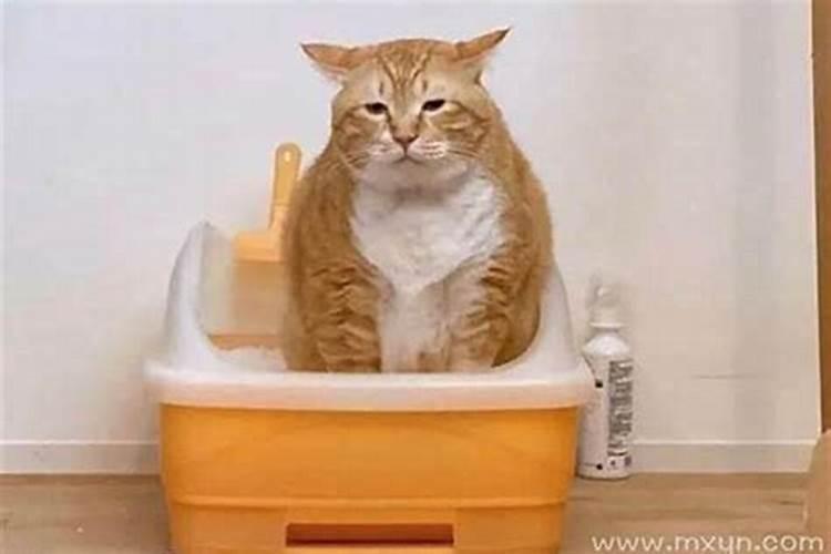 梦见猫拉屎在我床上什么意思？