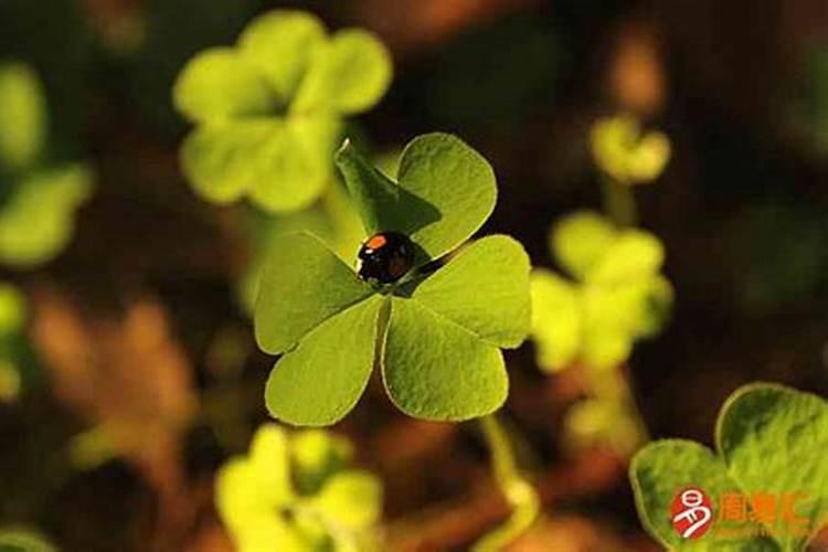 测一测你的姻缘是怎样的？