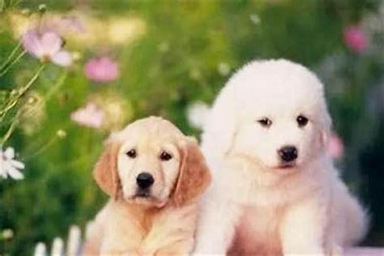 属狗人生于三月十五好不好？