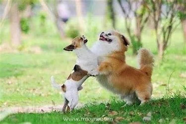 梦到大黄狗扑咬自己