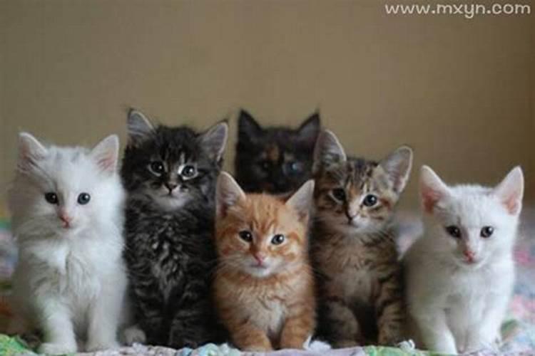 梦见很多猫是什么意思？