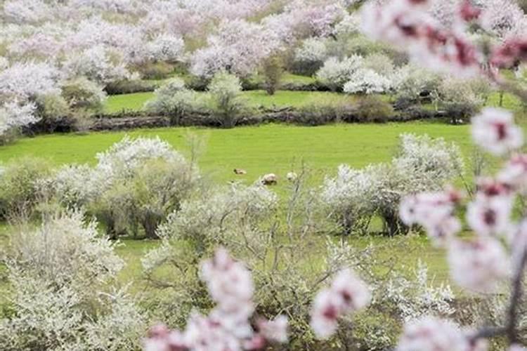 南陵清明节哪里好玩？