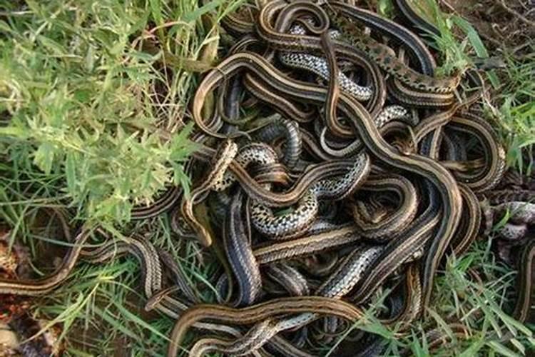 梦见好多蛇是咋回事？