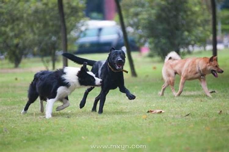 梦见狗追我是什么意思？