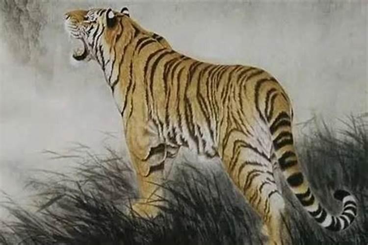 属虎本命年财运怎么样女人？