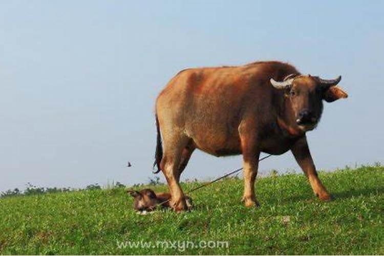 梦见疯牛是什么预兆解梦？