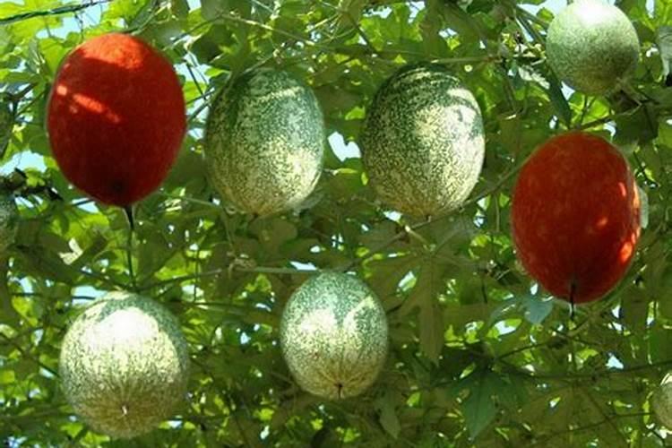 梦见好多吊瓜是什么意思？