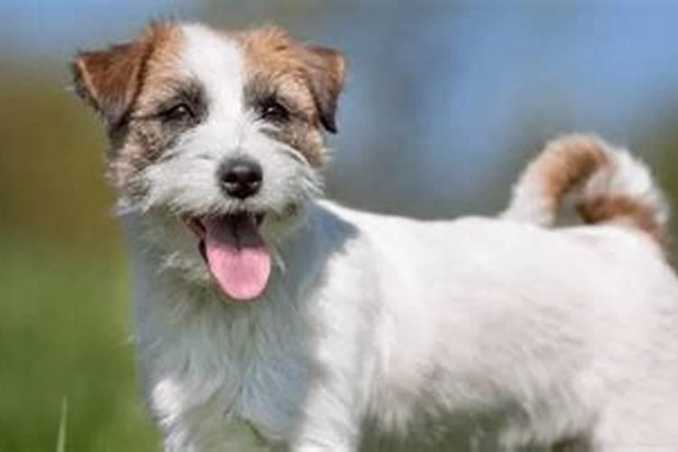 阴历4月出生的狗运势如何？