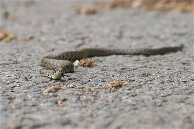 梦到儿子被蛇咬了脖子