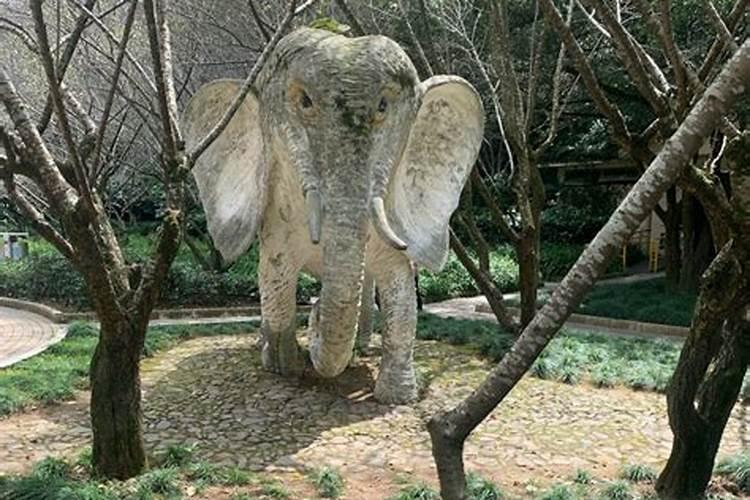 大象是不是冬至出生？