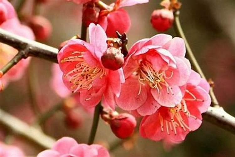 92年2026桃花运势如何？