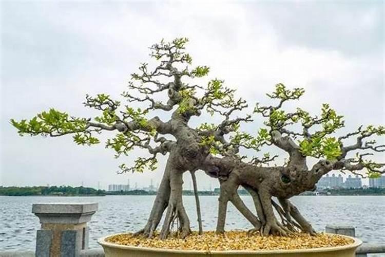 什么盆景可以提高运势？