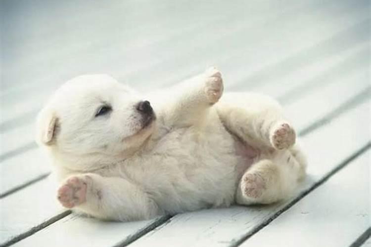 梦见狗是什么预兆好不好？