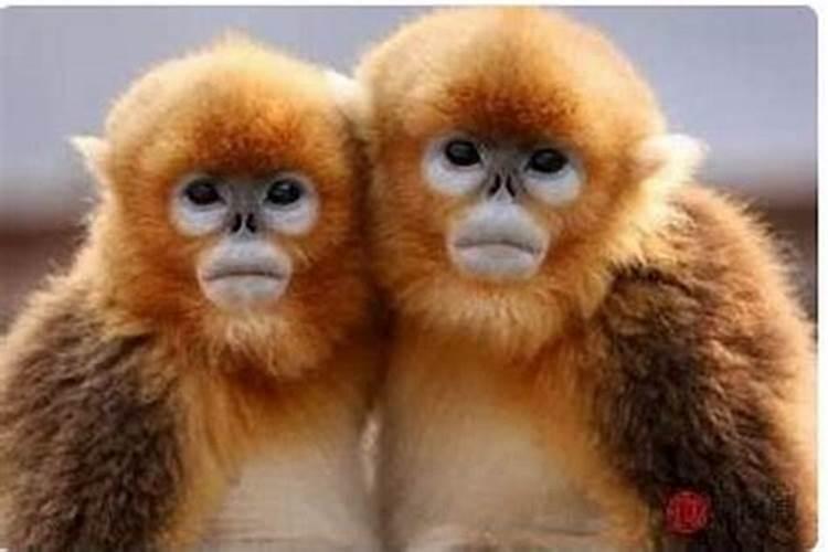 属鸡的和属猴的八字合吗？