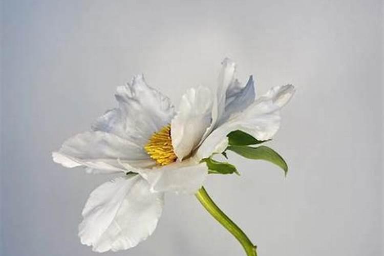 如何促进姻缘？