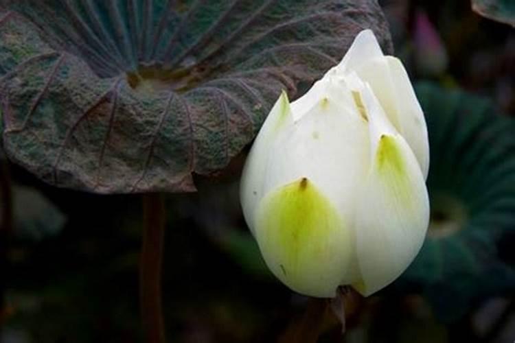 十二星座谁有双眼皮？