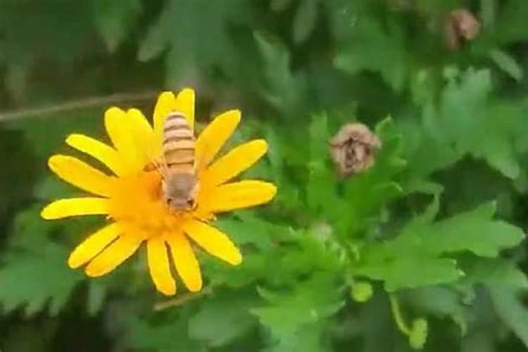 蜜蜂进家里有什么预兆？