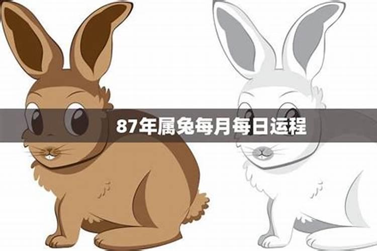属兔今年运程87年月份运势