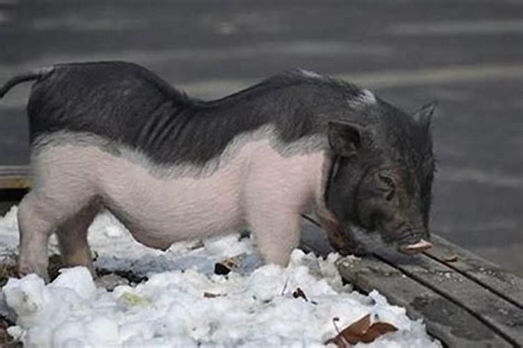 腊月猪属于几等命？