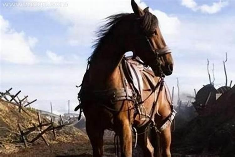 梦见杀马见血好不好意思？