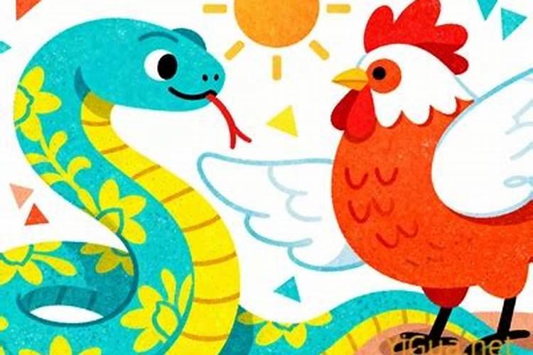 属蛇和属鸡的八字合吗？